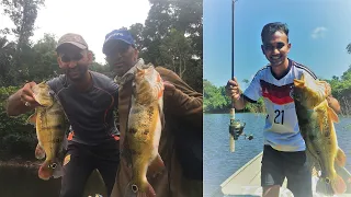 Peacock bass and Wolffish  - Suriname