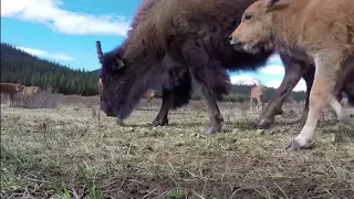 Frozen Planet | Mother Bison Protect Her Calf From Pack Of Wolves Hunting, Fox vs Goose