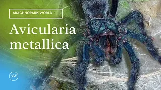 Sklípkan Avicularia metallica popis druhu: #Arachnopark World