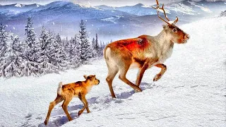 A Reindeer's Journey Le Voyage d'Ailo Aïlo: Une odyssée en Laponie Ailo pienen poron suuri seikkailu