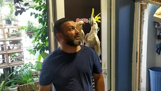 Koko  özünə dost tapdı 😄🦜🦜amaZOOn sev qoru yaşat 🇦🇿