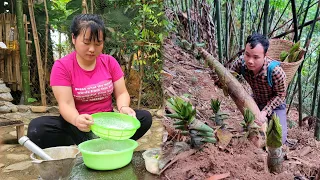 18-year-old single mother harvests bamboo shoots - makes old-style rolled bamboo shoots | Ly Tieu An