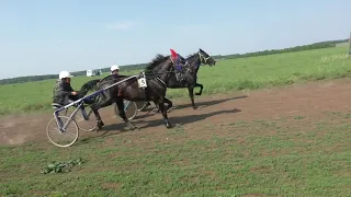 Рысаки ст возраста 1600м  10 06 2023 Ипподром Маломолево