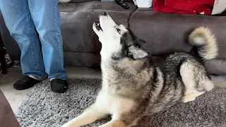 Husky Yells At Nan For Closing Door & Opens it When She Leaves!