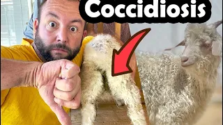 Our new Buck Kid is VERY sick! How we and you SHOULD treat Coccidiosis | Diarrhea in Goat Kids