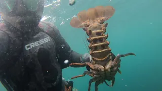 Freediving / Lobster Diving in Southern California 2019 - Wild West Watermen - S4 : E3