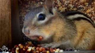 Chipmunk Discovers The Limits Of Stuffing Nuts In His Cheeks