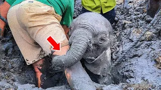 Man Saved This Dying Baby Elephant From Mud, Then He Received Her Mom's Most Amazing 'Thanks'!