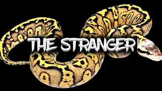 The Potential of the 'Stranger' Ball Python!