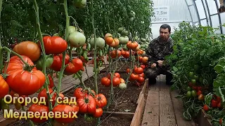 Как осенью  подготовить теплицу к большому урожаю томатов