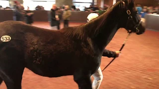 American Pharoah foal brings $1 million