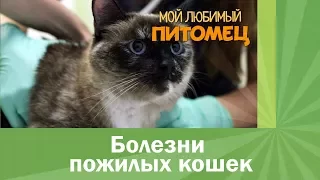 Болезни пожилых кошек. Чего опасаться?