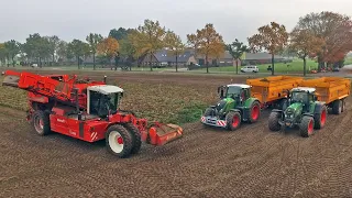 Harvesting Potatoes | Dewulf RS3060 + Fendt | Aardappels rooien | Hardeman