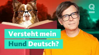 Können Hunde unsere Sprache verstehen? | Quarks: Dimension Ralph