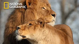 Lion Pride of Bostwana - Lion Pride Documentary | Nat Geo Wild 2023 Full HD