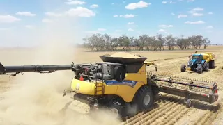 Harvest 2020 Zells Mungindi