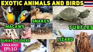 Exotic Animals and Birds in Bangkok Chatuchak Market | Sugar Gliders | Iguana | Turtle | Thailand 🇹🇭