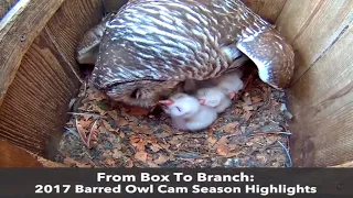 From Box To Branch: 2017 Barred Owl Cam Highlights