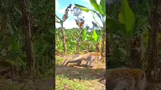 🔴Monkey pests caught in a trap in a banana plantation