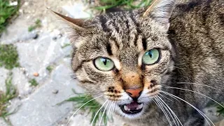 Pregnant Tabby Cat asking for food with her interesting meow.