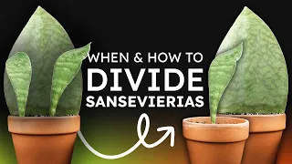 When to Separate Sansevieria Pups │ Snake Plant Division