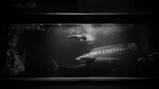 Wolf fish vs Giant snakehead