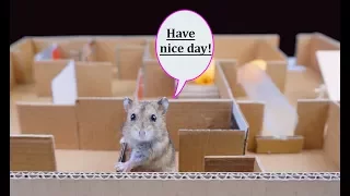 How to Make Build Labyrinth for Hamster from cardboard - Diy Maze for Rat [Mr H2]