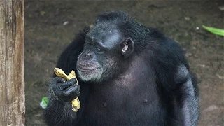 Inside a Retirement Home for Lab Chimps | National Geographic