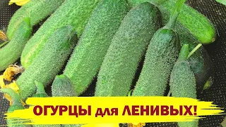 ОГУРЦЫ ДЛЯ ЛЕНИВЫХ! Посадите этот урожайный, неприхотливый сорт!