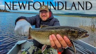 Catching MONSTER Sea-Run Brook Trout in Newfoundland!!