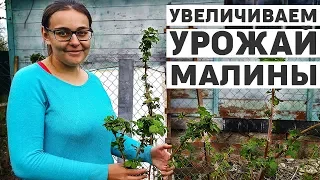 Дела дачные, подрезаем малину, готовимся к хорошему урожаю