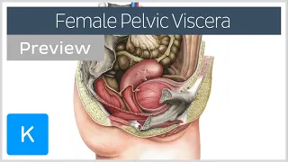 Female pelvic viscera and perineum (preview) - Human Anatomy | Kenhub