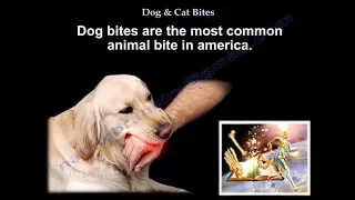 Dog & Cat Bites - Everything You Need To Know - Dr. Nabil Ebraheim