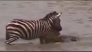 BEST CROCODILE Attacks Zebra in South Africa Animals Attack HD Danger Animals