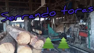 Serrando pinus na fita