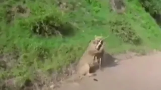 lion catching goat