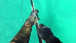 pesca submarina, spearfishing, medregal, amber jack, manzanillo, mexico,