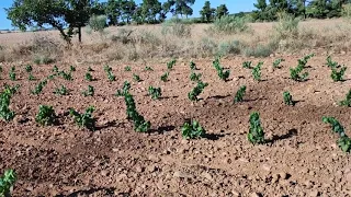 Plantación de viña, trabajos de verano año 1