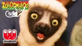 Zoboomafoo | Full Episode: PlayTime | Animals For Kids