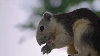 WHEN DO SQUIRRELS HAVE BABIES? THE LIFECYCLE OF SQUIRRELS