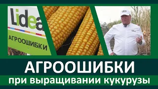 Агроошибки при выращивании кукурузы