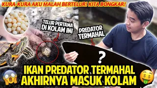 IKAN PREDATOR TERMAHAL AKHIRNYA MASUK KOLAM! KURA-KURA AKU MALAH BERTELUR! KITA BONGKAR SARANGNYA!