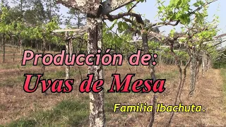 Consejos para la producción de Uvas de mesa