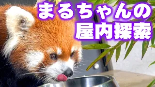 【レッサーパンダ】まるちゃんの屋内探索　Red Panda MARUMI at Maruyama Zoo