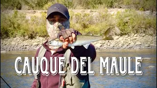 CAUQUE DEL MAULE, pesca de pejerrey chileno modalidad spinning.