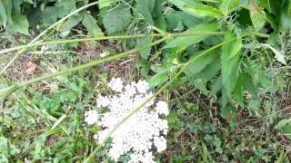 Wild carrot ID- poison hemlock is deadly