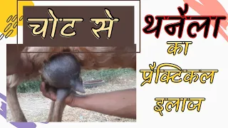 treating mastitis in goats बकरी का थनैला रोग थन की बीमारी का इलाज bakri ka ilsj