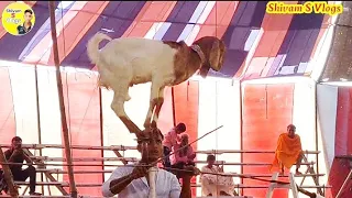 सर्कस शो् Goat Circus Khela || Animal Circus Show #circus_video