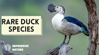 9 Rare Type of Ducks That Will Blow Your Feathers Away