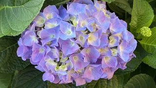 Hydrangea Macrophylla "Let's Dance, Blue Jangles"  In Blooms (4K) - July 2
